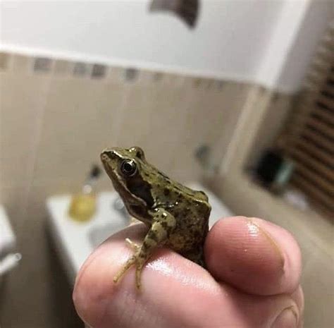 租屋 床 家裡出現青蛙代表什麼